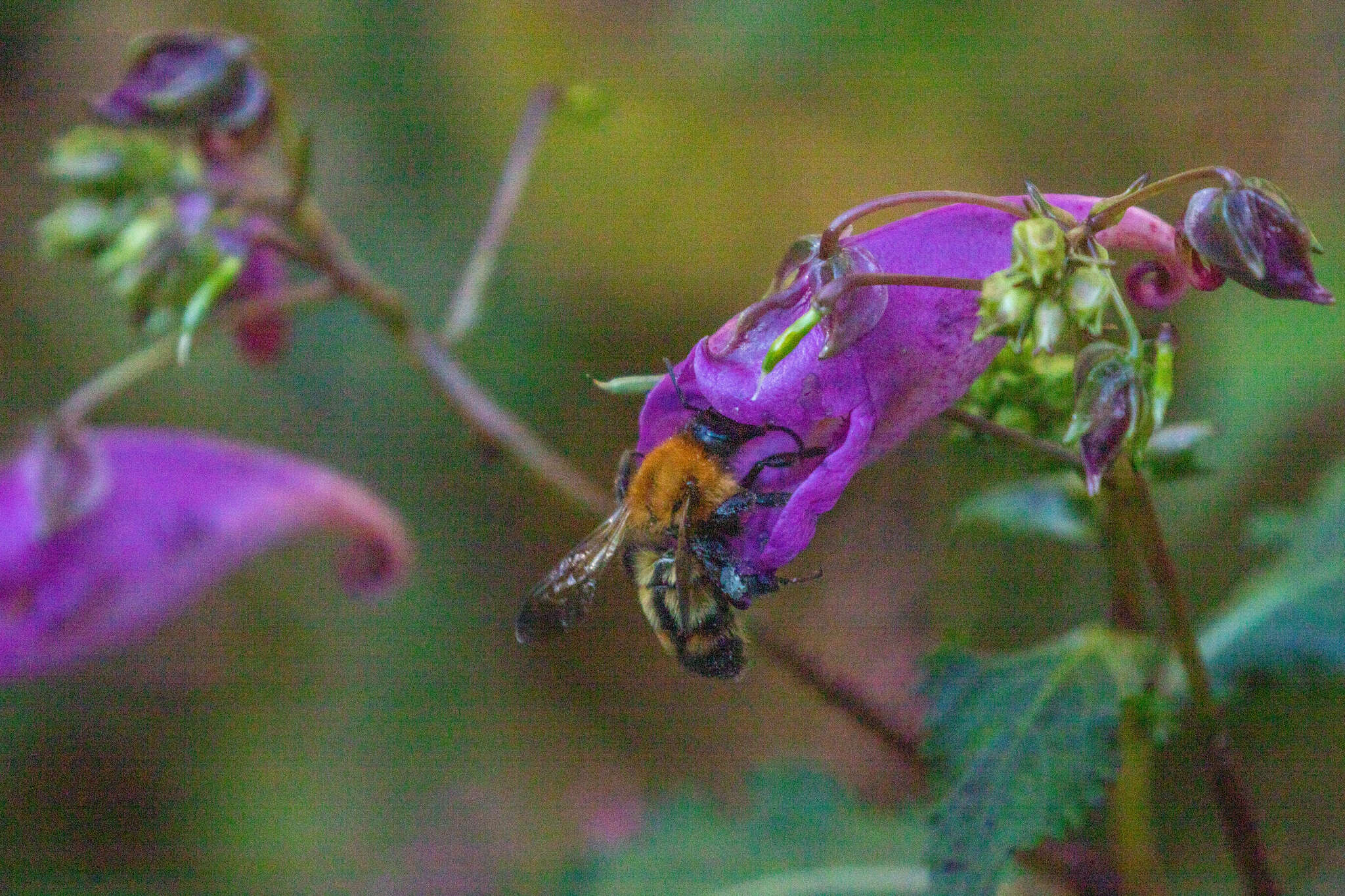 Image of Bombus diversus Smith 1869