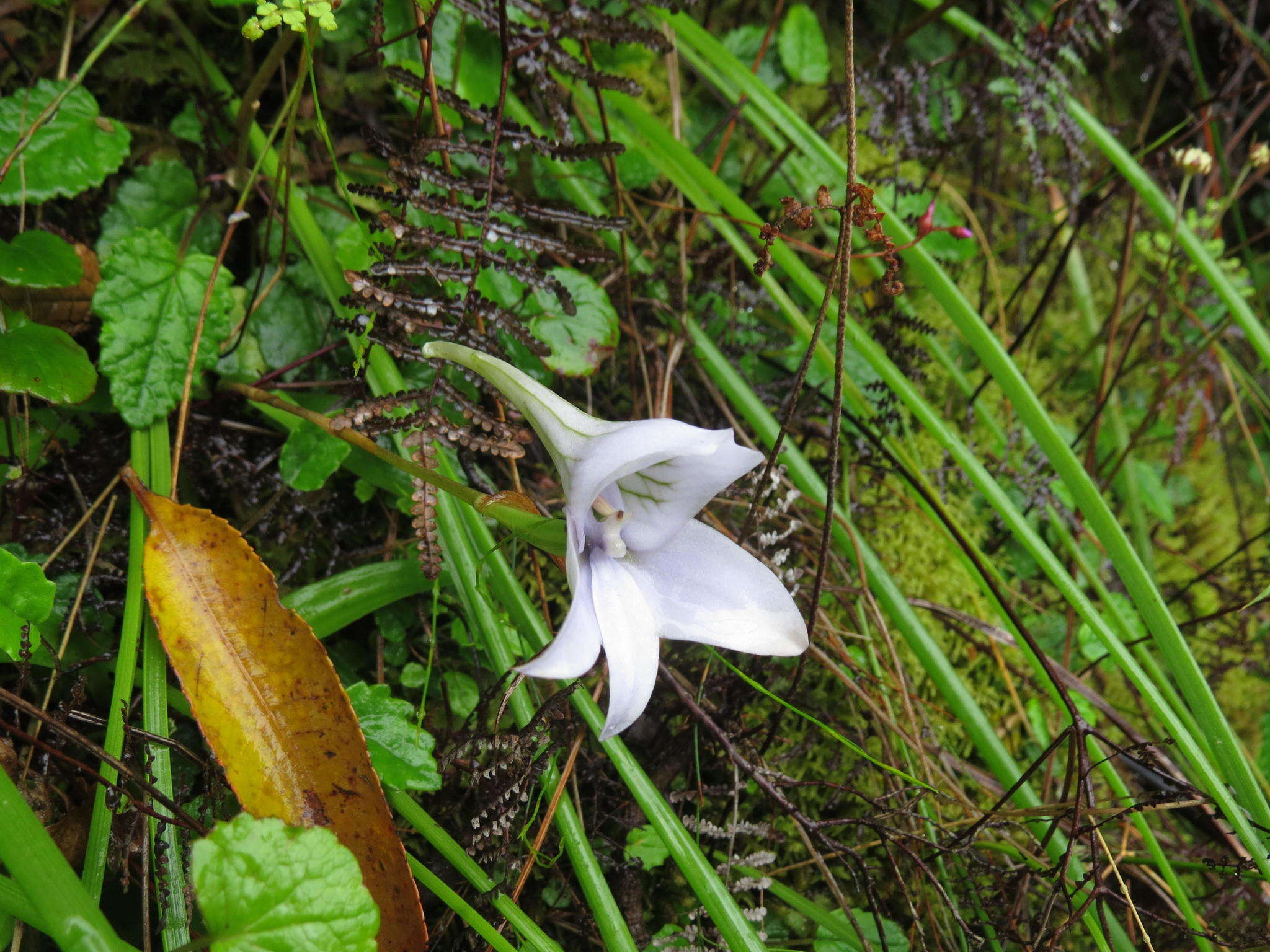 Image of Disa longicornu L. fil.