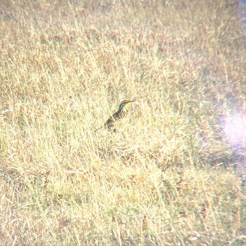 Image of Eastern Meadowlark