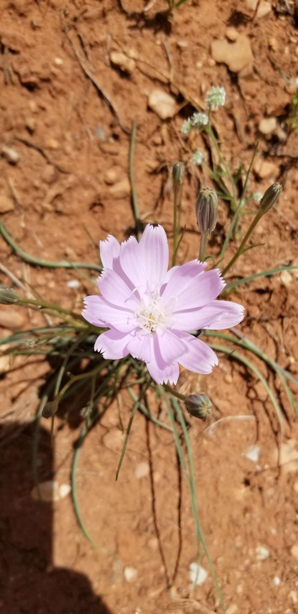 صورة Lygodesmia grandiflora (Nutt.) Torr. & A. Gray