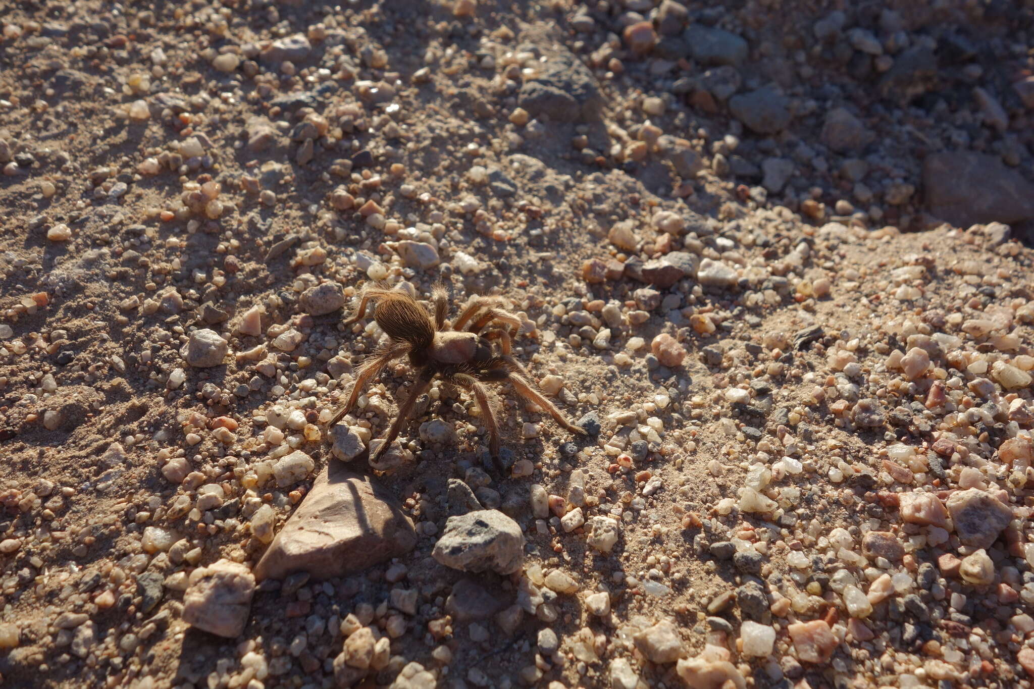 Image of Desert Blond Tarantula