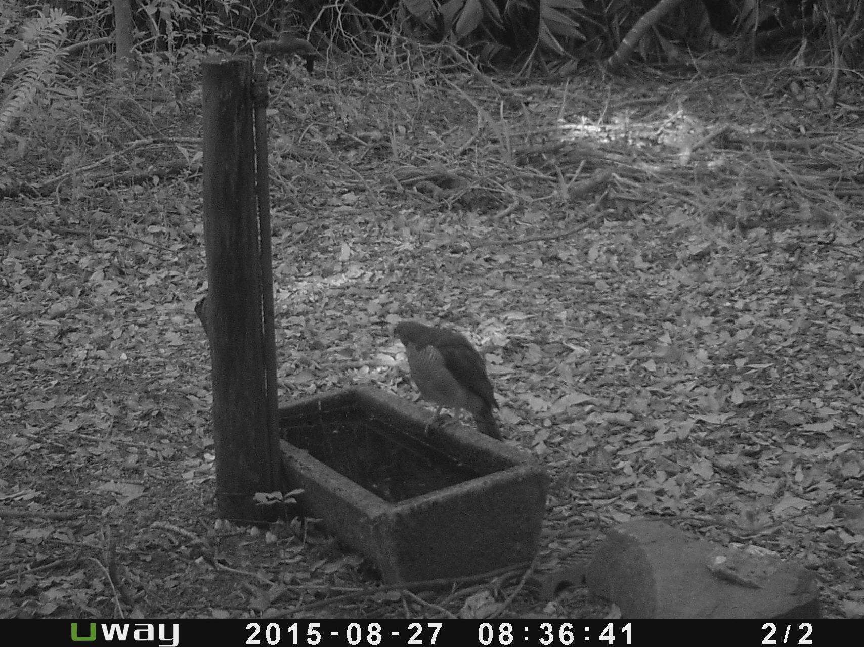 Accipiter tachiro sparsimfasciatus (Reichenow 1895)的圖片