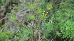 Image of Euryops brevipapposus M. D. Henderson