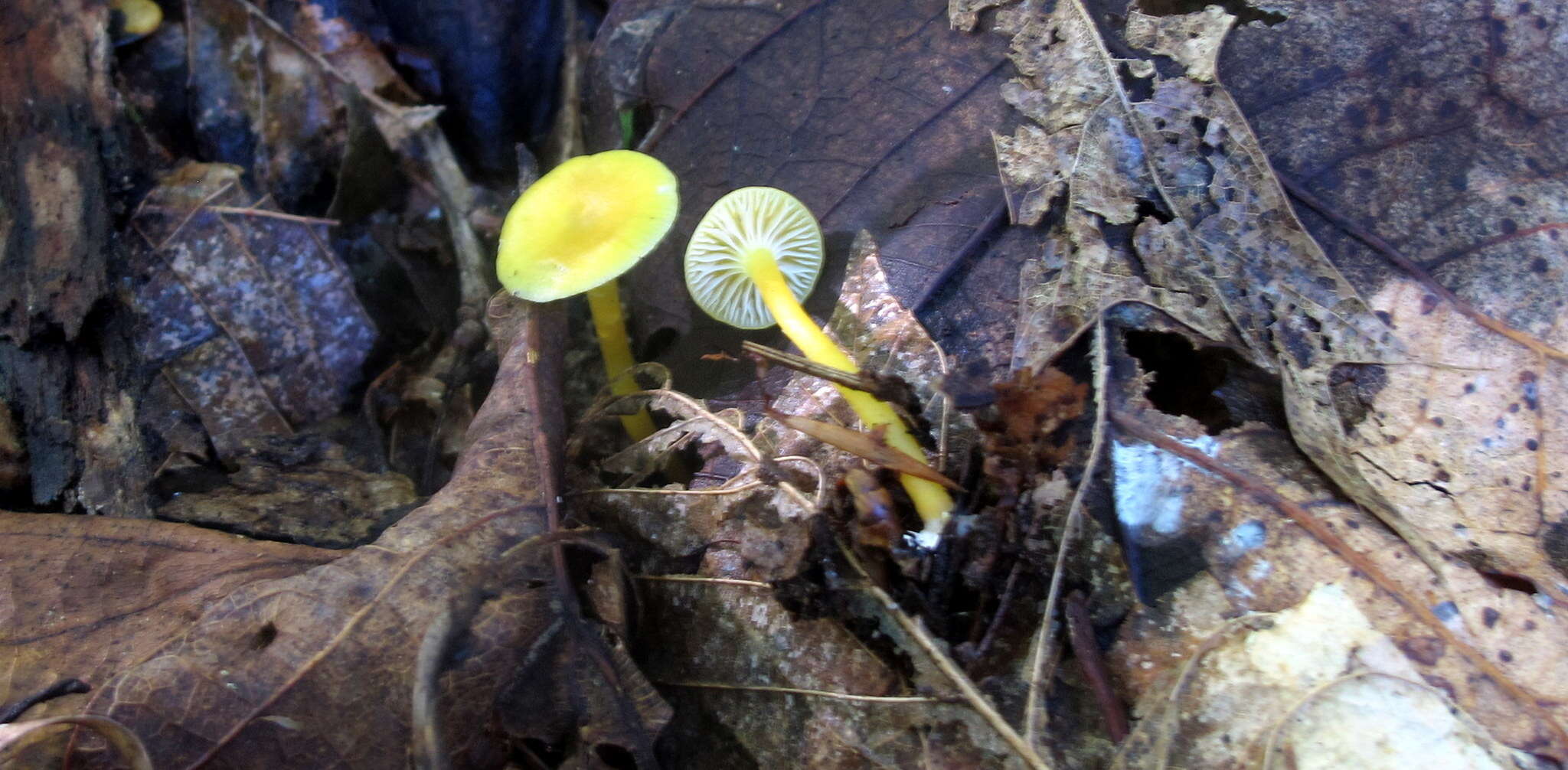 Image of Hygrocybe parvula (Peck) Murrill 1916