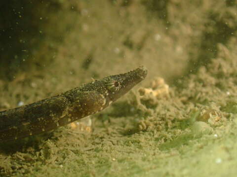 Image of Belly Pipefish