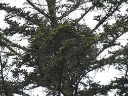 Image of Viscum album subsp. abietis (Wiesb.) Janchen