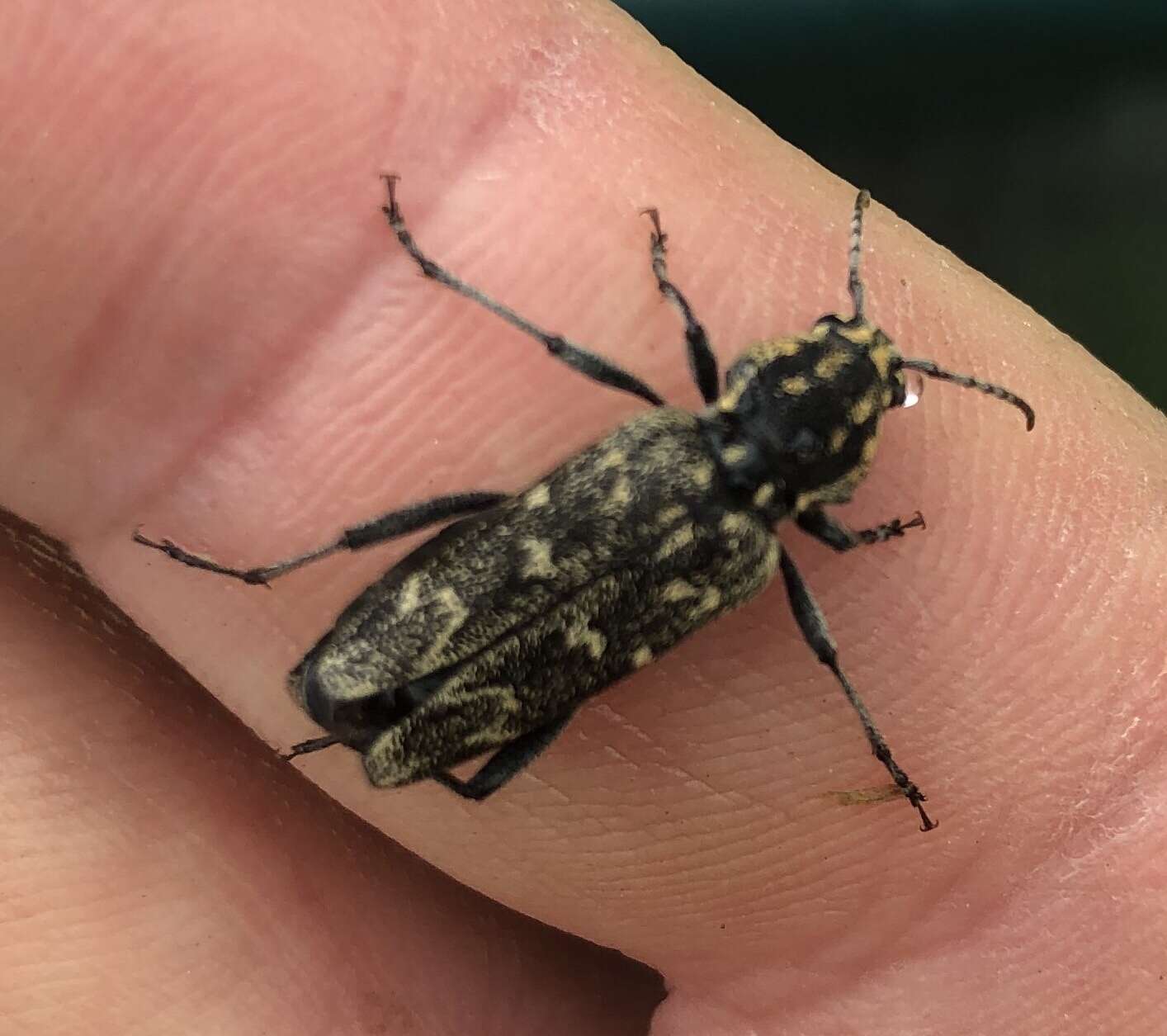 Sivun Xylotrechus (Rusticoclytus) rusticus (Linné 1758) kuva