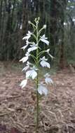 Image of Habenaria plantaginea Lindl.