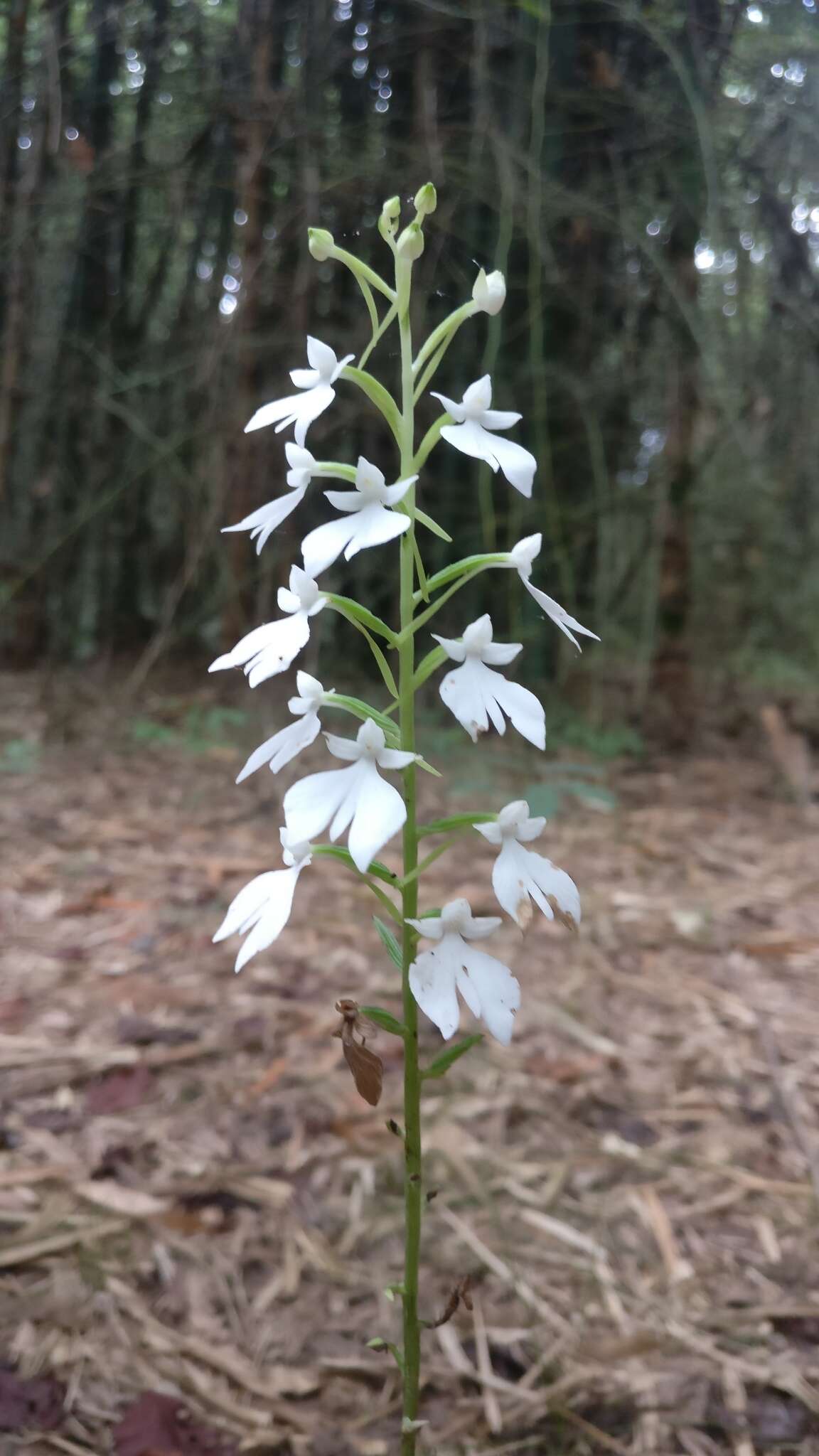 Image of Habenaria plantaginea Lindl.