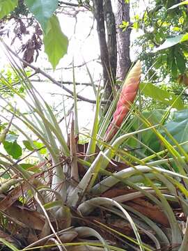 Imagem de Tillandsia compressa Bertero ex Schult. & Schult. fil.