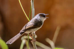 Image of Grey-breasted Prinia