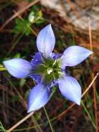 Image de Gentiana autumnalis L.