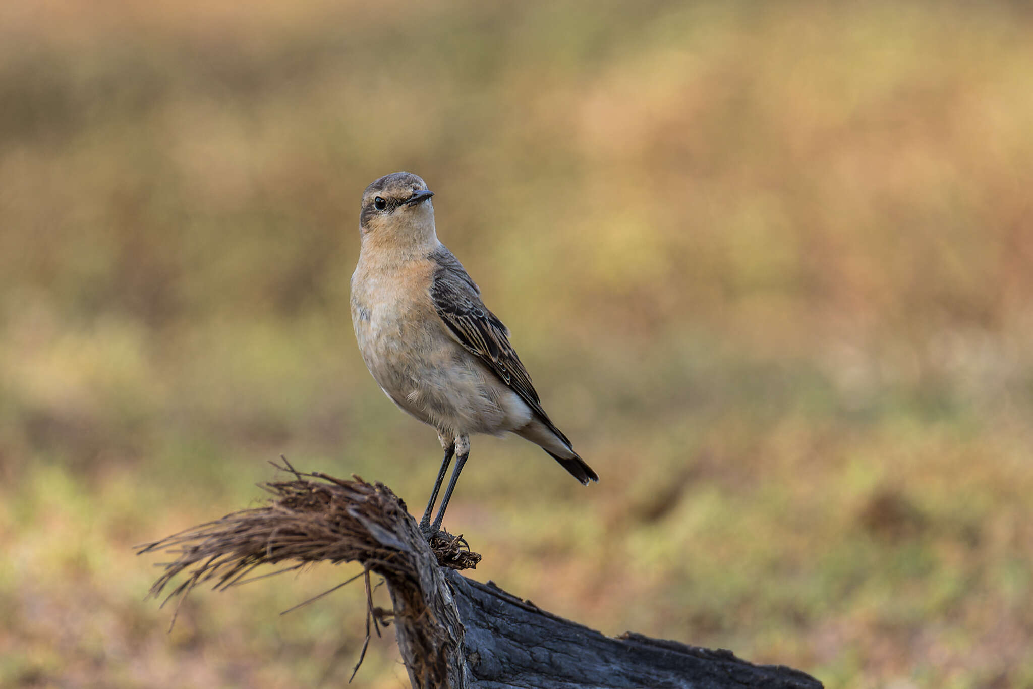 Image of Oenanthe oenanthe oenanthe (Linnaeus 1758)