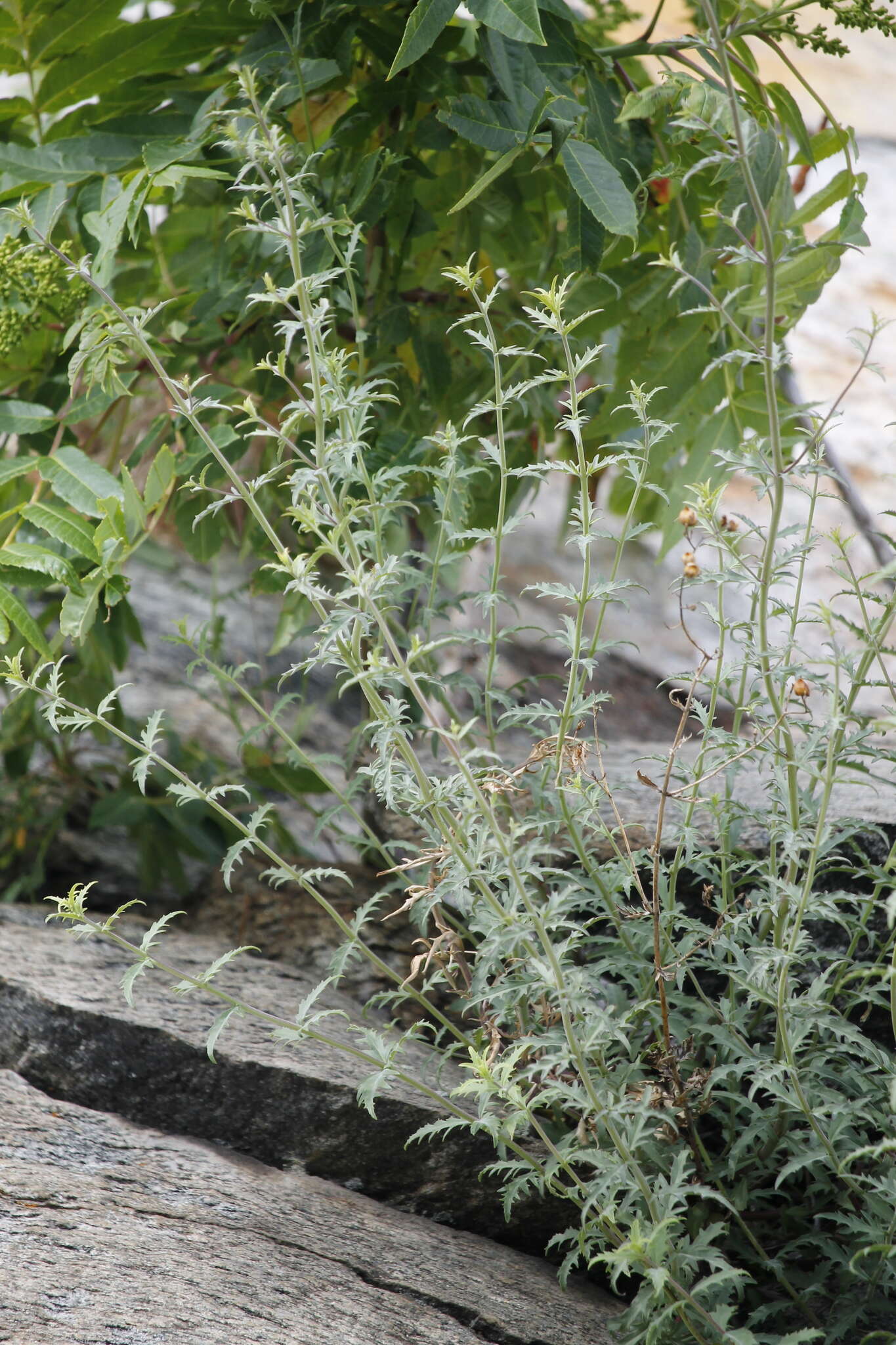 Image of cutleaf beardtongue