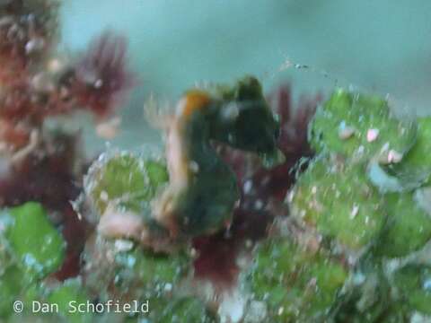 Image of Pontoh`s Pygmy Seahorse