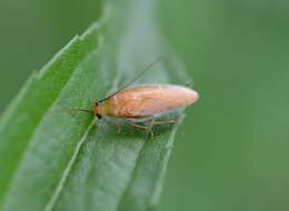 Image of Small Yellow Texas Cockroach