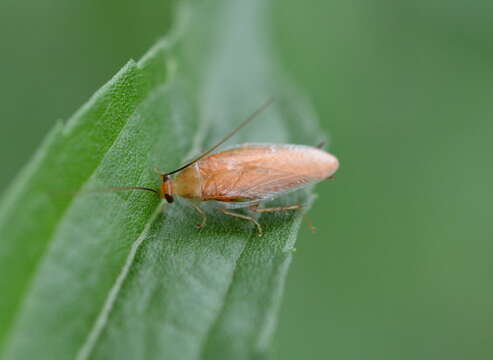 Image of Small Yellow Texas Cockroach