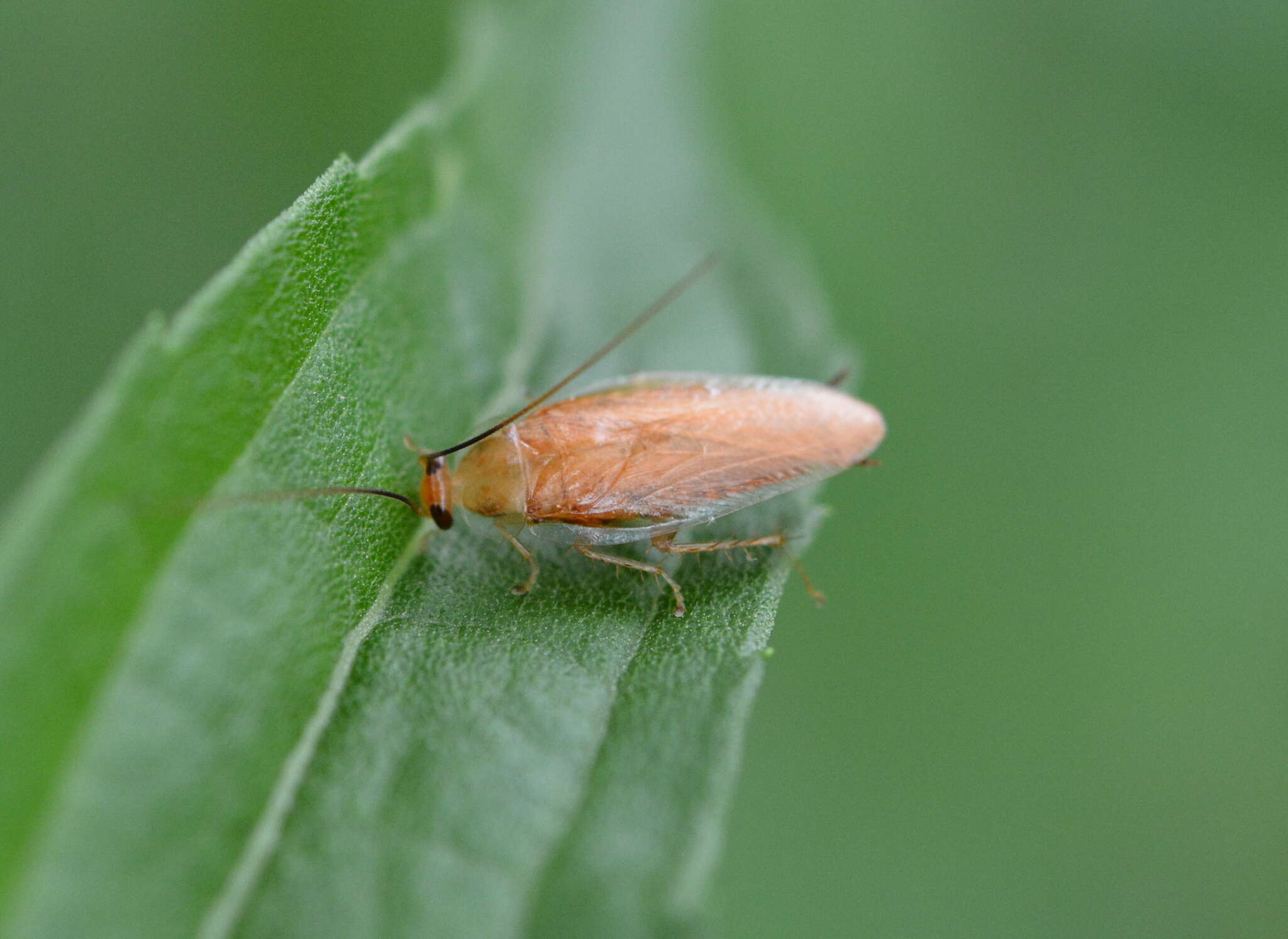 Image of Small Yellow Texas Cockroach