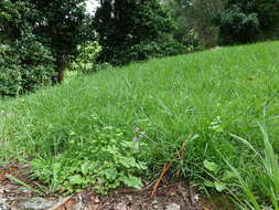 Image of broadleaf woodsorrel