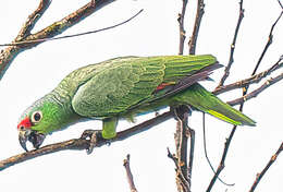 Image of Amazona autumnalis salvini (Salvadori 1891)