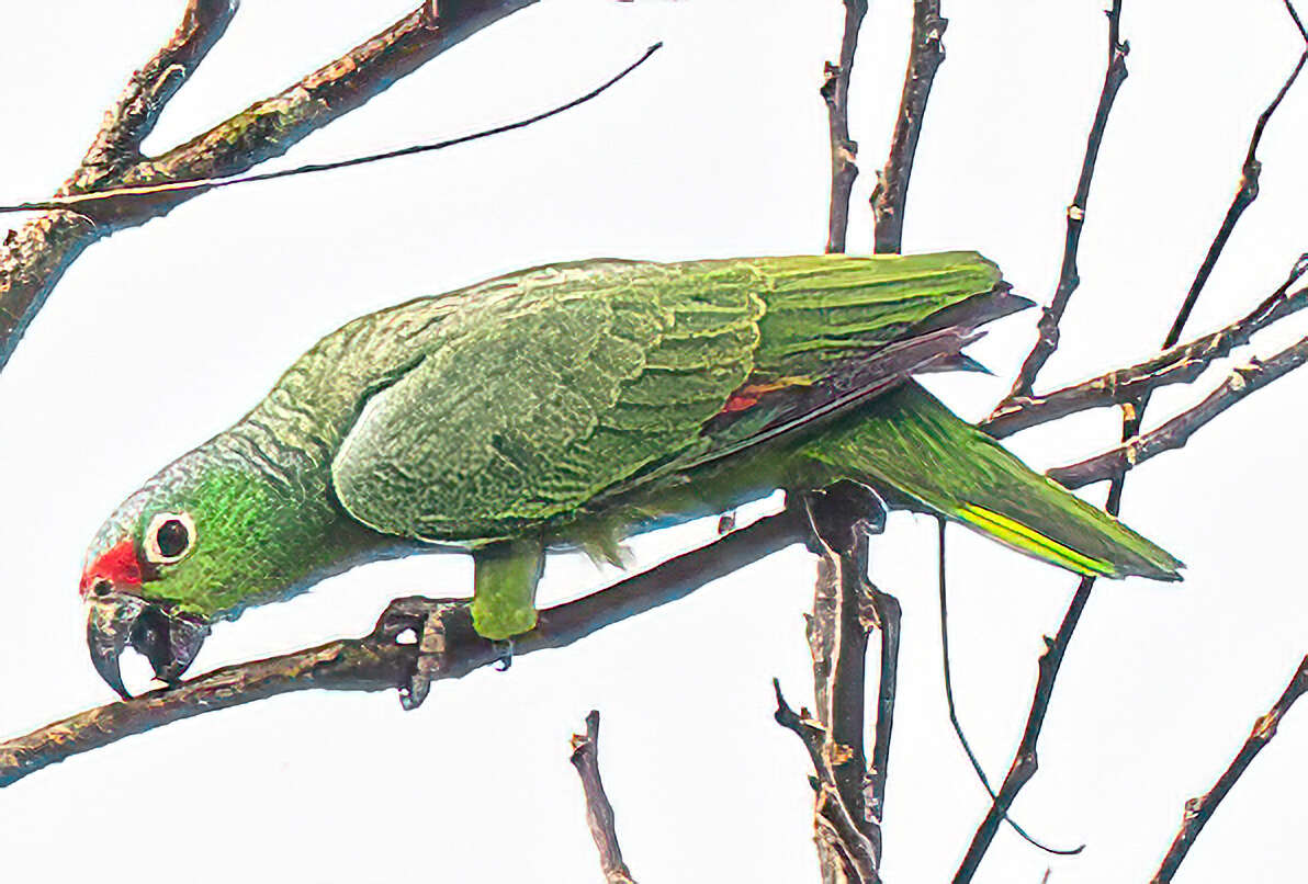 Image of Amazona autumnalis salvini (Salvadori 1891)