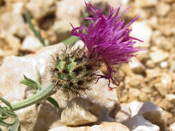 Слика од Centaurea ambigua Guss.