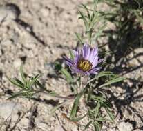 Image of Texas Townsend daisy