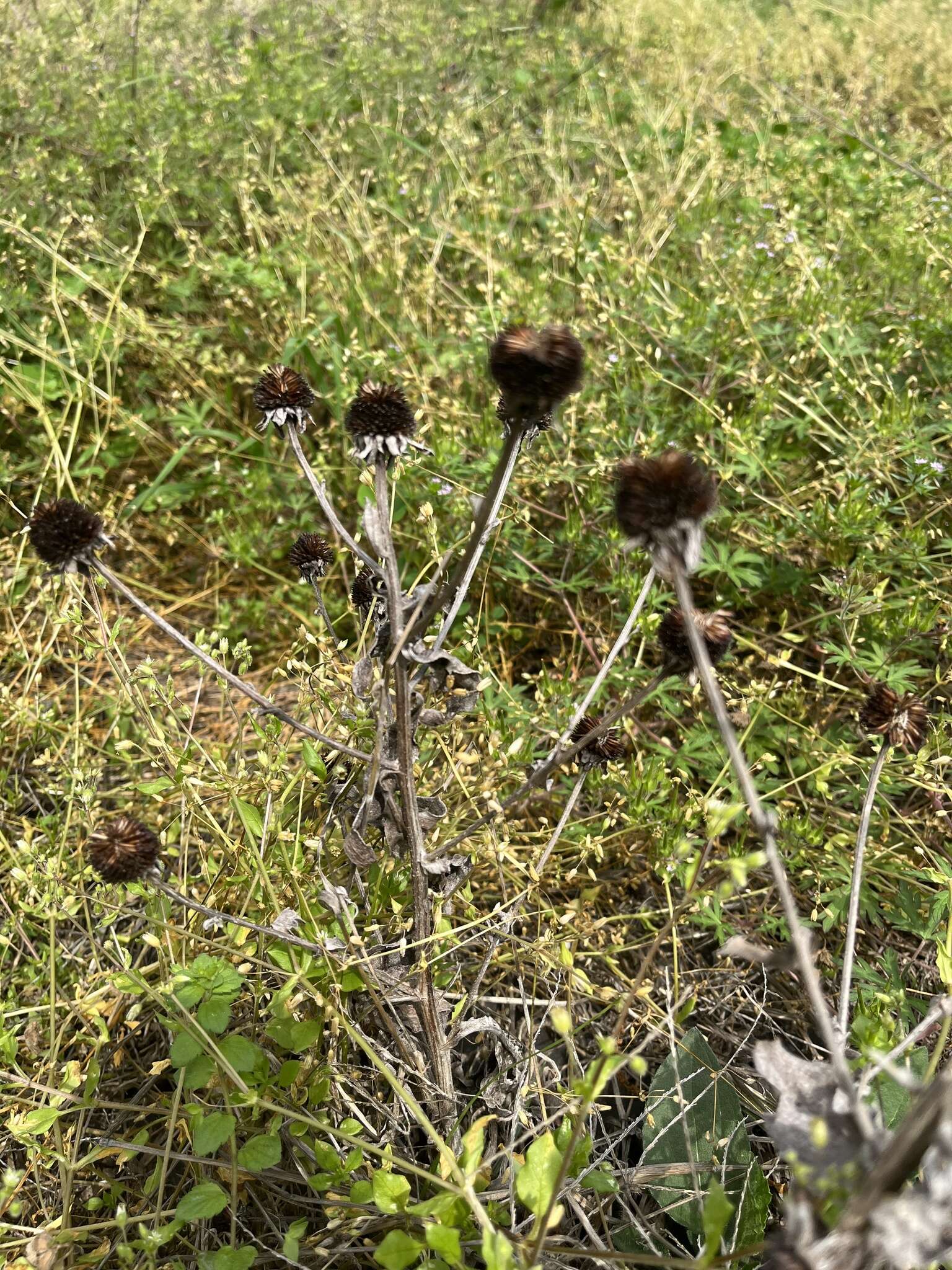 Image of rough coneflower