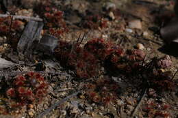 صورة Drosera miniata Diels