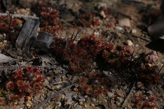 Image of Drosera miniata Diels