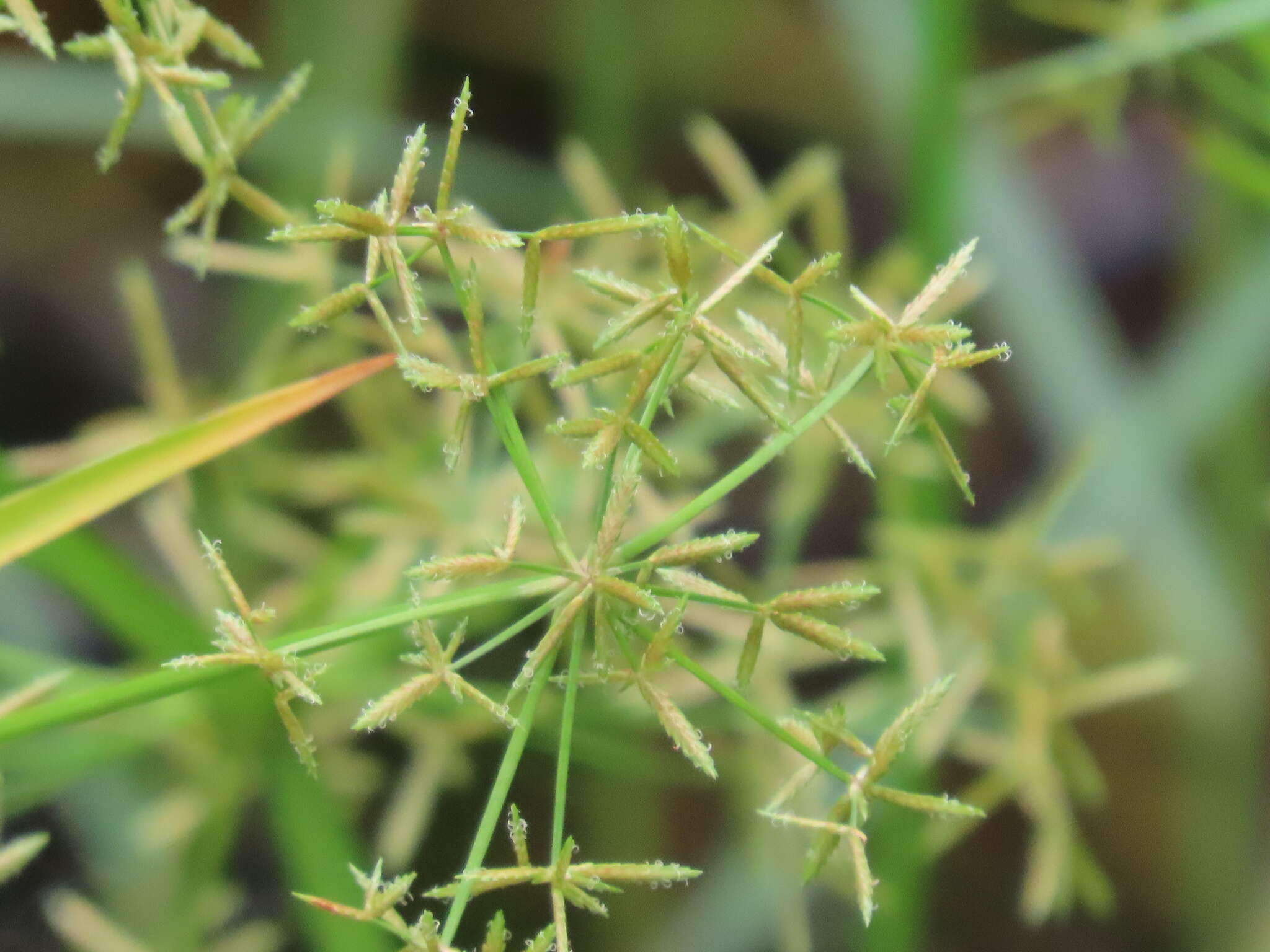 Image of miniature flatsedge