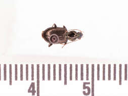 Image of Agonum (Olisares) ferreum Haldeman 1843