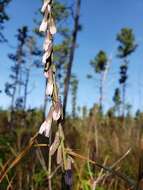 Image de Nabalus autumnalis (Walt.) Weakley