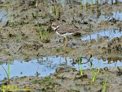 Image de Charadrius dubius curonicus Gmelin & JF 1789