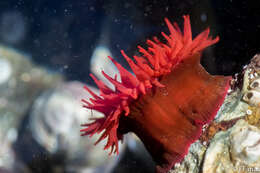 Image of maroon anemone