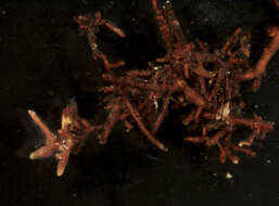 Image of Tylospora fibrillosa (Burt) Donk 1960