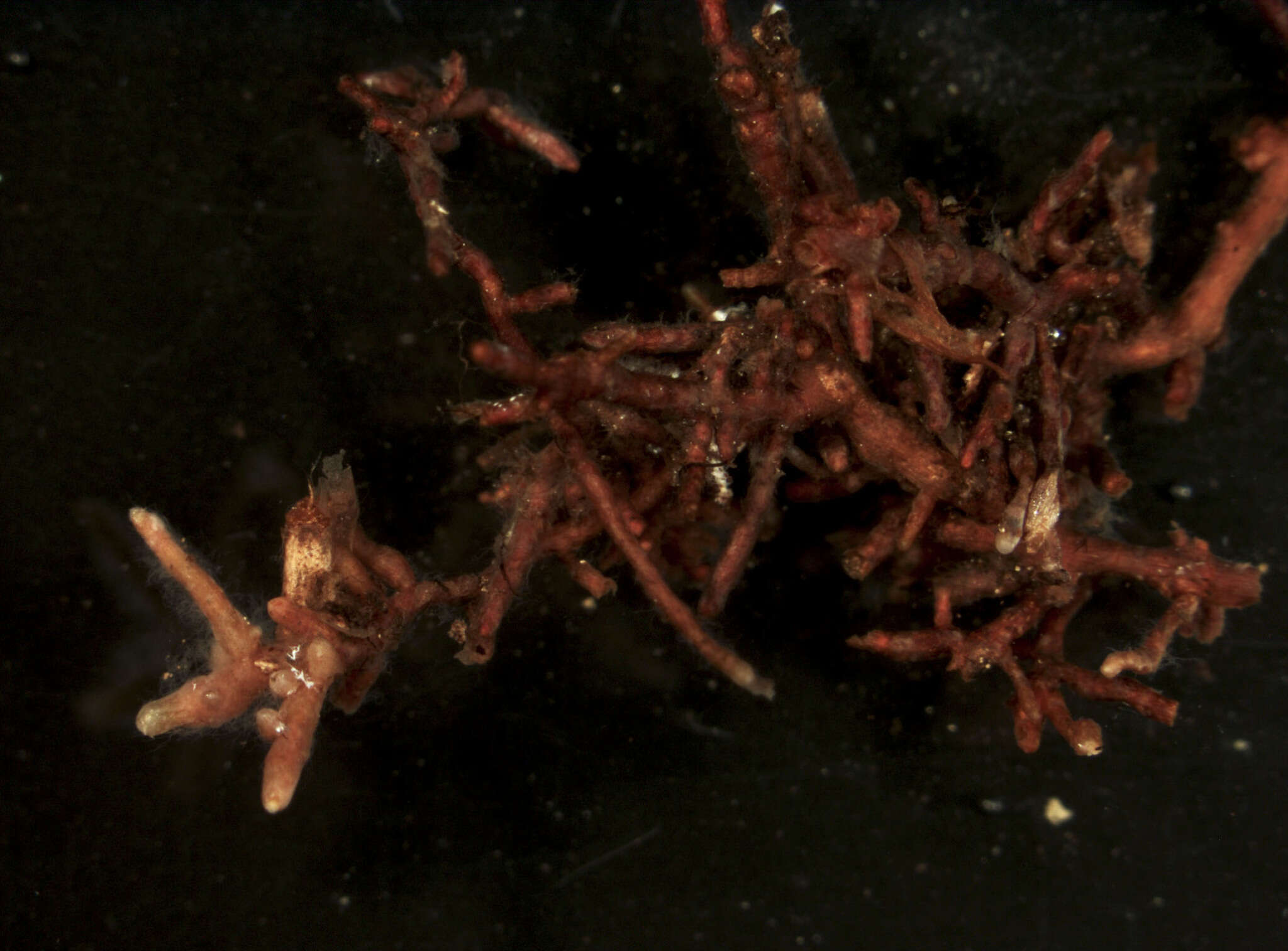 Image of Tylospora fibrillosa (Burt) Donk 1960