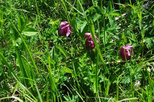 Image of Large-flowered Cypripedium