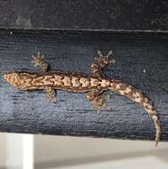 Image of Common Smooth-Scaled Gecko