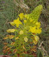 صورة Bulbine abyssinica A. Rich.