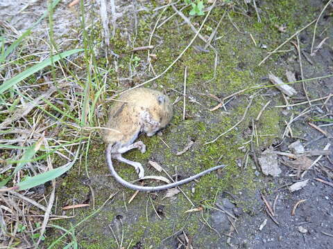 Image of Pacific Jumping Mouse