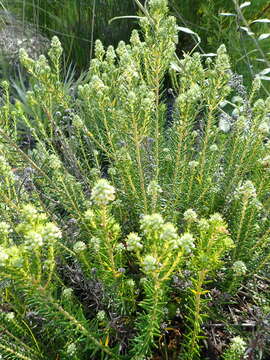 Image of Phylica axillaris var. axillaris