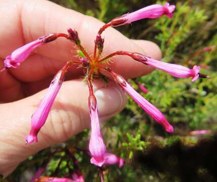 Image of Erica embothriifolia var. longiflora H. Bol.