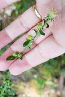 Image of Rayless Mock Goldenrod