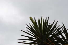 Image of Palma China yucca