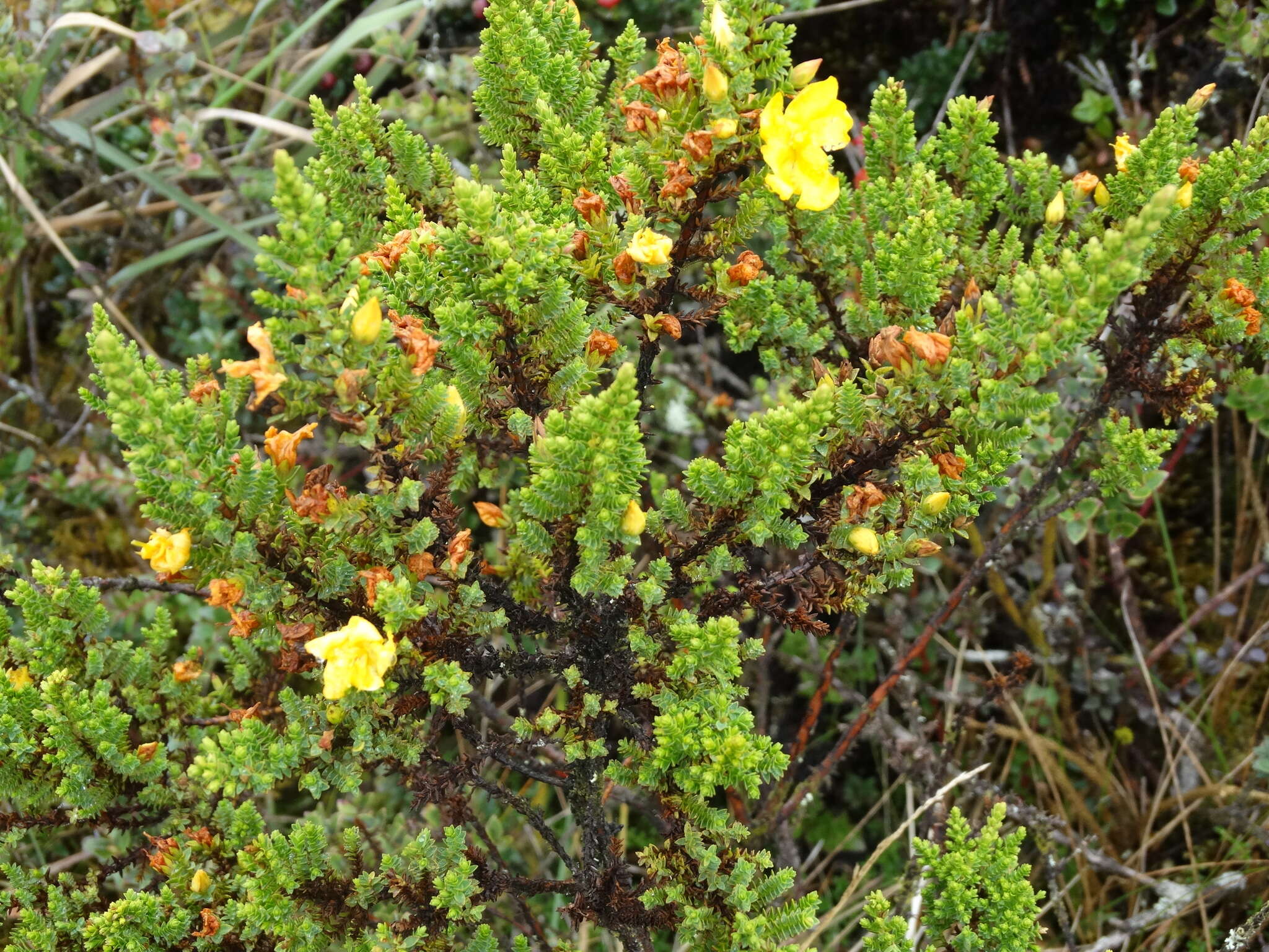 Image of Hypericum goyanesii Cuatrec.