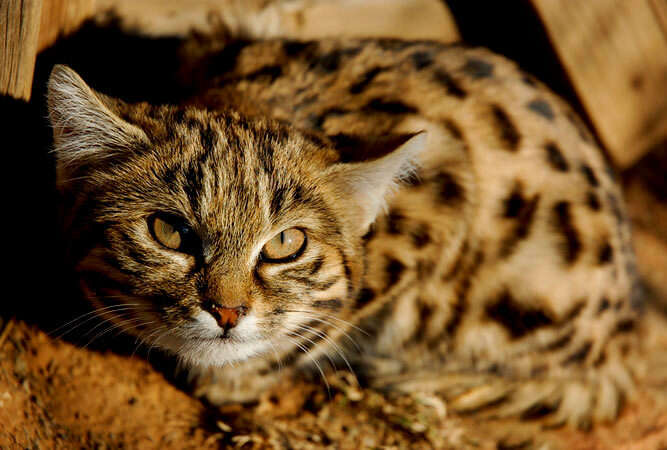 Image of Black-footed Cat