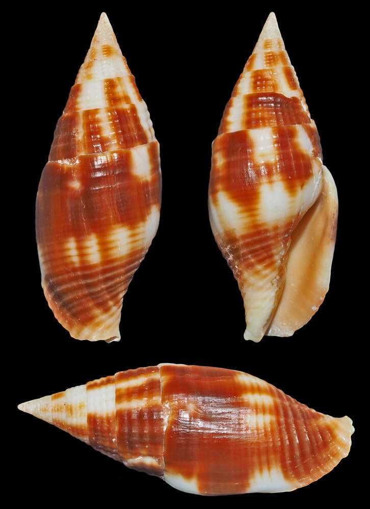 Image of Nebularia chrysostoma (Broderip 1836)