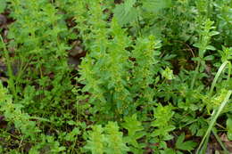 Image of Cruciata glabra (L.) Opiz