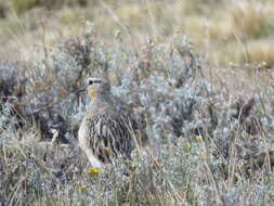 Image of Oreopholus Jardine & Selby 1835